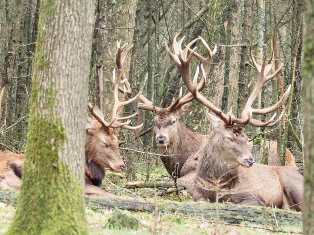 فيلا Royal Veluwe بوتِنْ المظهر الخارجي الصورة